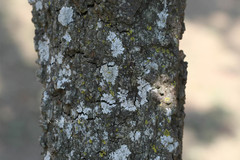 Macadamia ternifolia